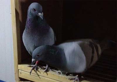 ����Ҳ�����˽�(ͼ)