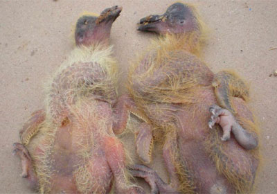 ��ϳ�������֮��(ͼ)