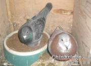 Ԫ������ĸ�����(ͼ)