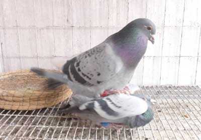 ɹ�ָ�ɹ���(ͼ)