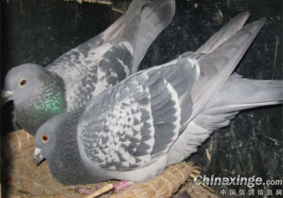 ��һ����������(ͼ)