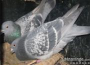 ��һ����������(ͼ)