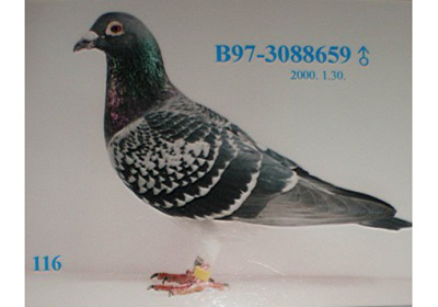 97�ϸ������������