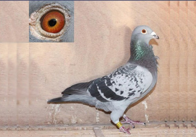 13���һ��� �����