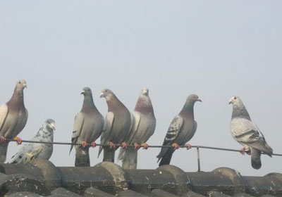 2013����ս���ܶ�Ա(ͼ)