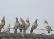 2013����ս���ܶ�Ա(ͼ)