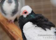 �������Ȼ��(ͼ)