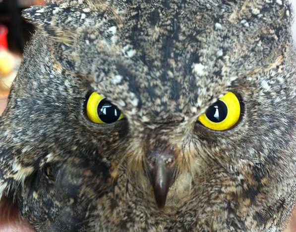 èͷӥ͵ʳ3𱻴 (ͼ)