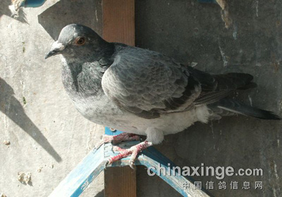 �߼��������԰׸�