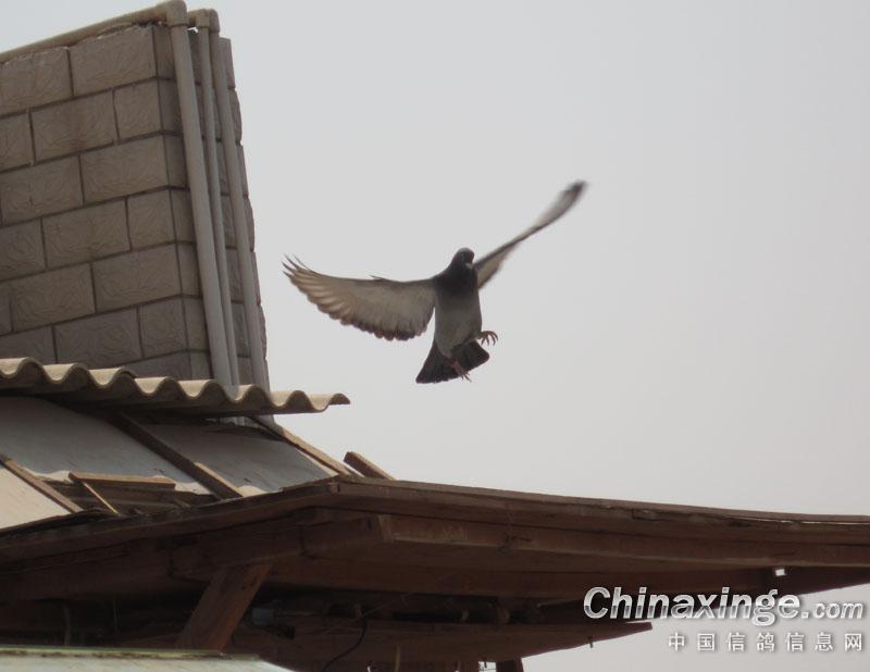 �����ھ�(ͼ)