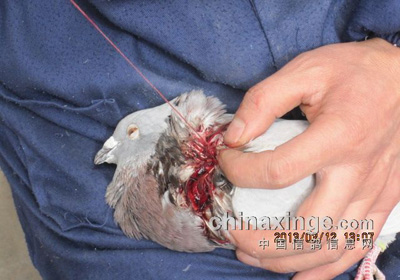 �ҷ���Ϯ ��Ͼ���(ͼ)