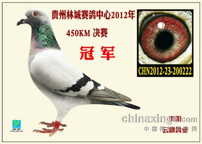 �����ھ�����Ӯ������� �����Ӧ����