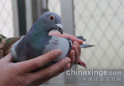 ����Բ������֮��(ͼ)