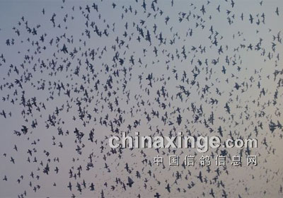 ��ɽ��Э��վ200����������(ͼ)