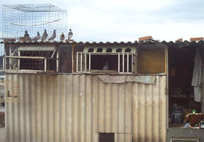 ɹɹ��������991����(ͼ)