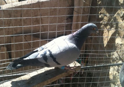 ɹɹ�ҵļ�ֻ����(ͼ)