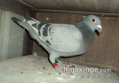 ����ǧ��240���ﾫӢ��ǰʮ����(ͼ)