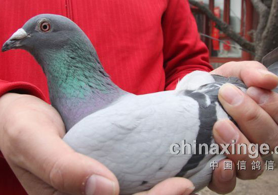 ��ͬ���ʵս��ʱ��������ָ�(ͼ+��Ƶ)