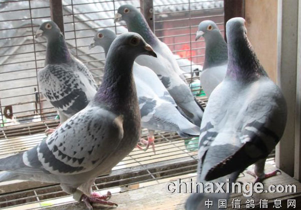 ����ʱ�����̸��¼��Ƶ(���弯)