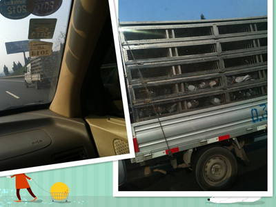 ����Ÿ복��(ͼ)