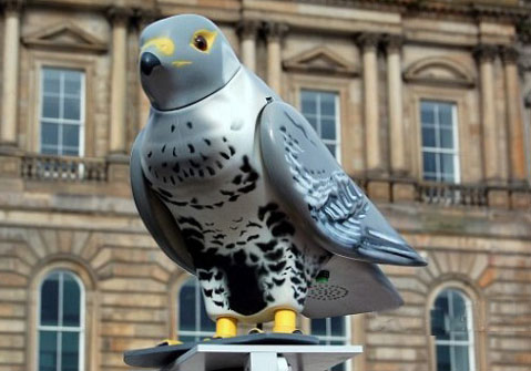 Ӣ����ӥ����������(ͼ)