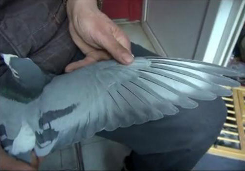 ������Զ��̸��˵����Ƶ(2)