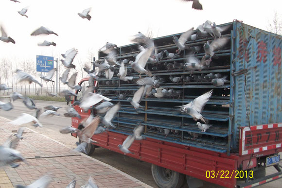 �����������350�������鳲(ͼ)