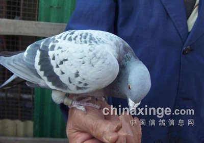 ���룺�������õ���Ҫ(ͼ)