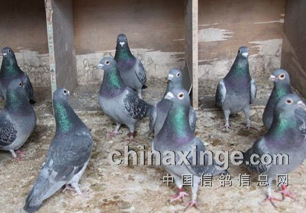 ��ǿ�����������(ͼ)