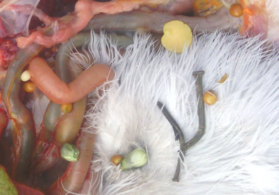 ����Ϊ���ս����ݣ�(ͼ)