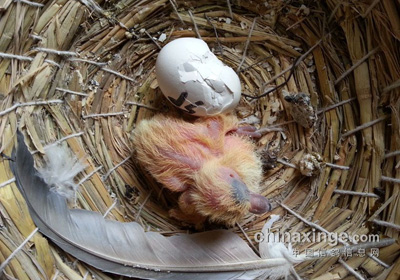 һֻ���� һֻ����(ͼ)