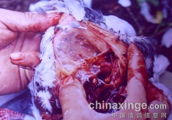 ������ɳ���Ͼ������Ⱦ���𲡱�(ͼ)