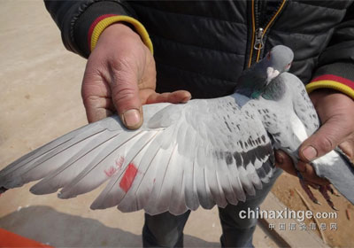 ɽ���ػ�ͷ������ǰʮ�����(ͼ)