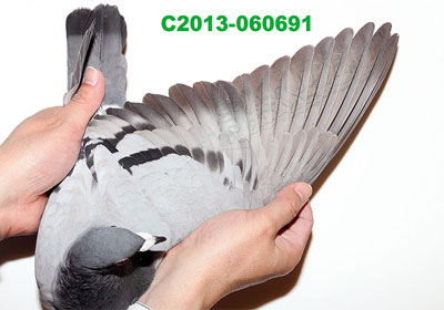 ̨���Ϻ����崺��ǰ��������(ͼ)