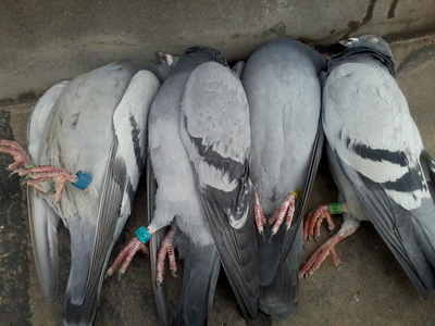 ����ǰ�Ĳþ�(ͼ)