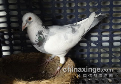 ������������(ͼ)