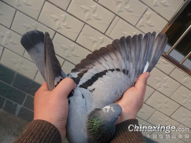 ���ﴳǧ���˫ʮһ�����رȶ��(ͼ)