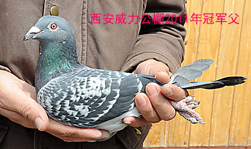 ��2011���������������ھ����ĳ�(ͼ)