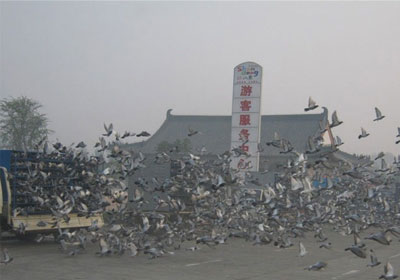 ʯ��ׯǧԪ�رȺ�֮����(ͼ)