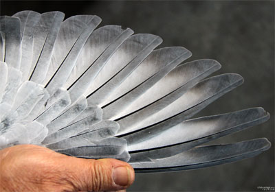 ���ָ��������̽(ͼ)