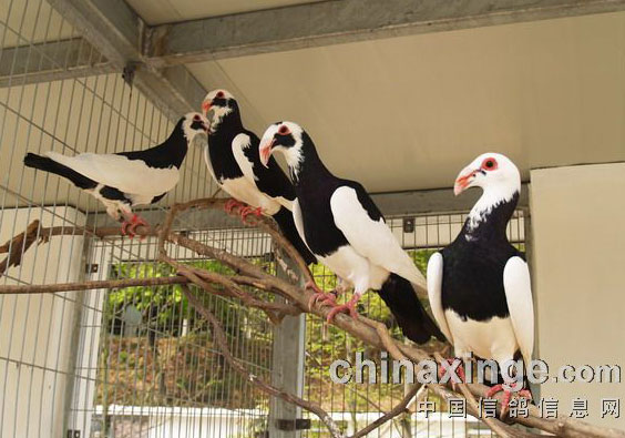 �ﻪ�챦���˽ܵ��顪������������������빫��ɷ�ͼƬ����