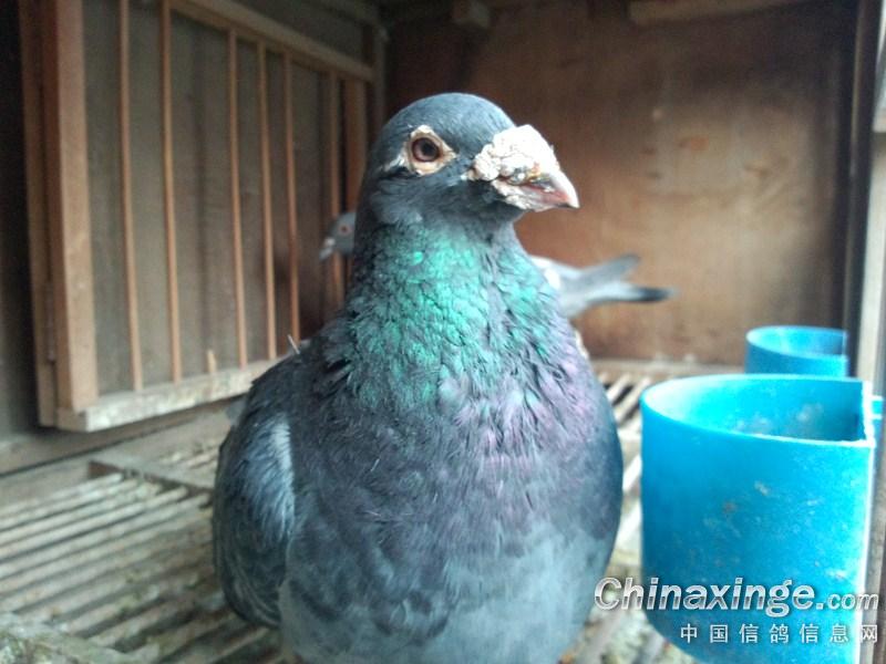 1990�귲�ǲ�ϣ�Խ���(ͼ)