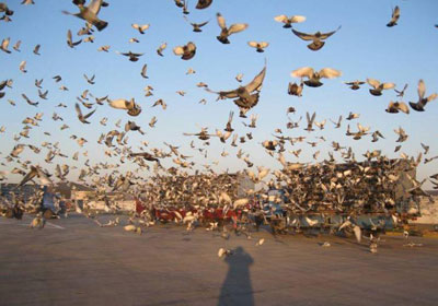 �����������ͬ�վ��裺ǰ�������(ͼ)