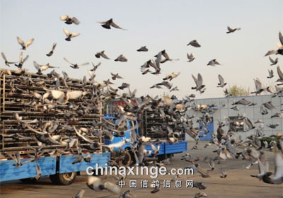 ֱ�Ͼ�����������һ���������ɼ���¯(ͼ)