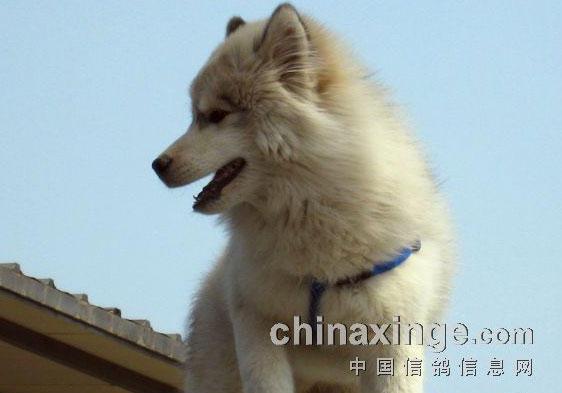 ���ᡰС��ʿ��(ͼ)