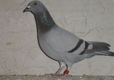 ���ݸ�Э300����ǰʮ�����(ͼ)