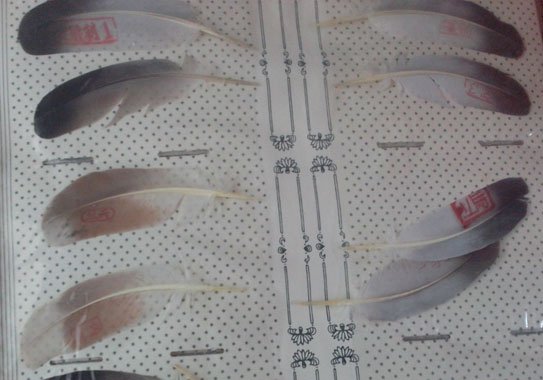 ���ʮ�������ë(ͼ)