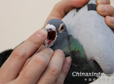 ����ʦͽ����ι�����