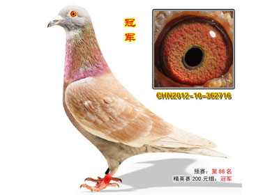 ���ݲ��ʴ������ǰʮ������(ͼ)