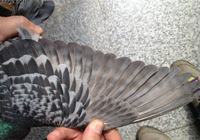 �������������Ե�ҩ����(ͼ)